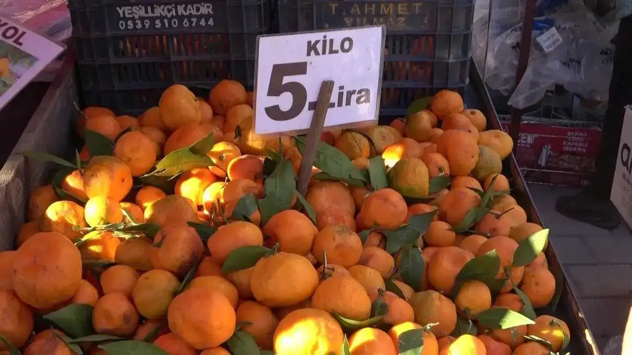 Adana’da Mandalina Fiyatları Dip Yaptı: Hasat Var, Alıcı Yok! 2